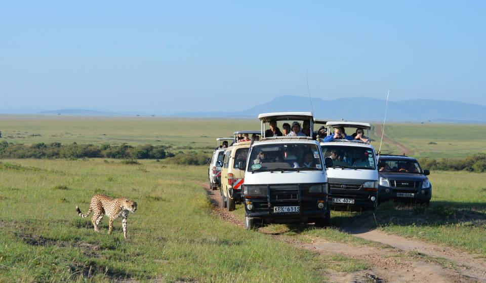 Cheetah surrounded by tourist vehicles (Photo credit: Matthew Farr)