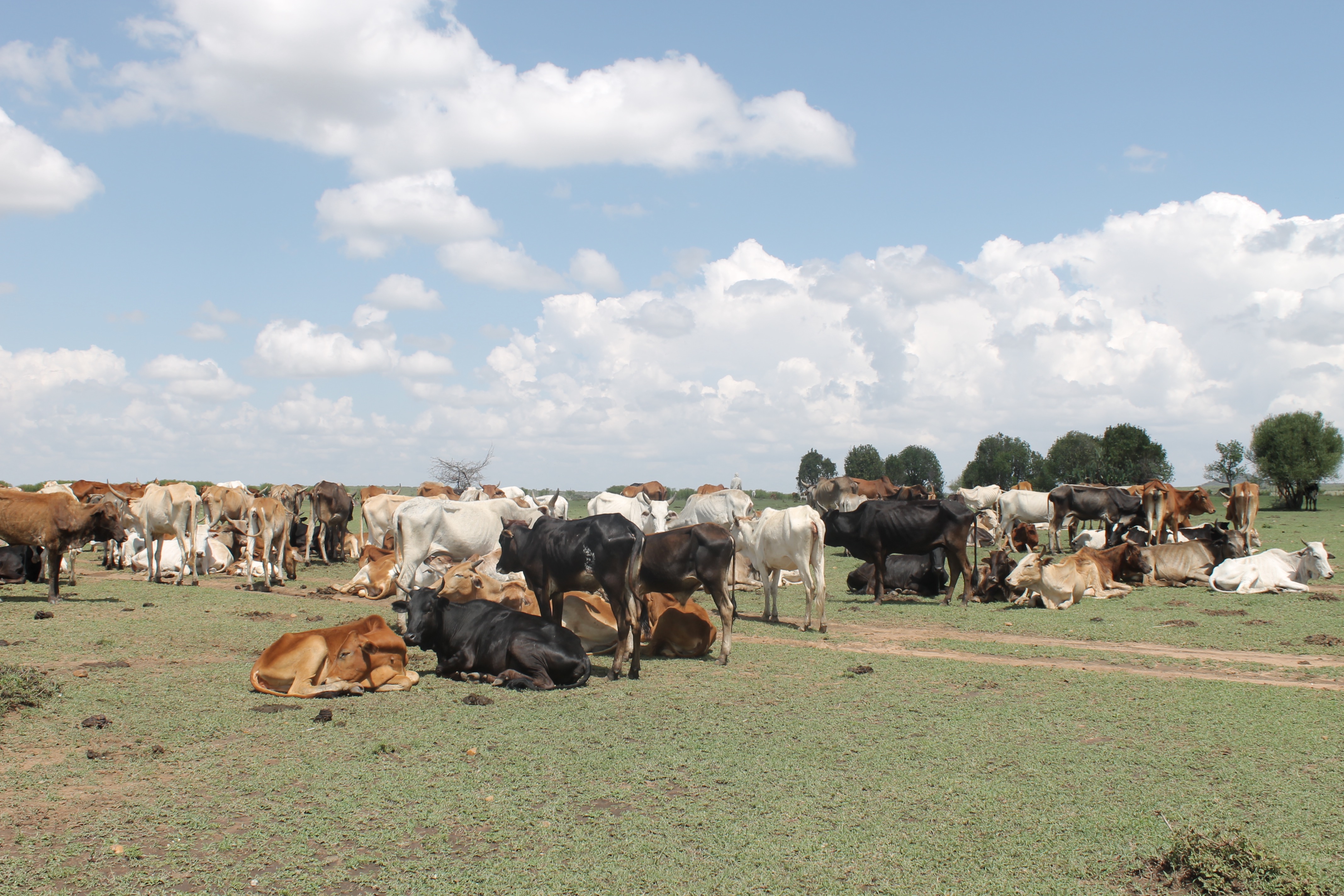 Masai livestock (Photo credit: Chase O’Neil)
