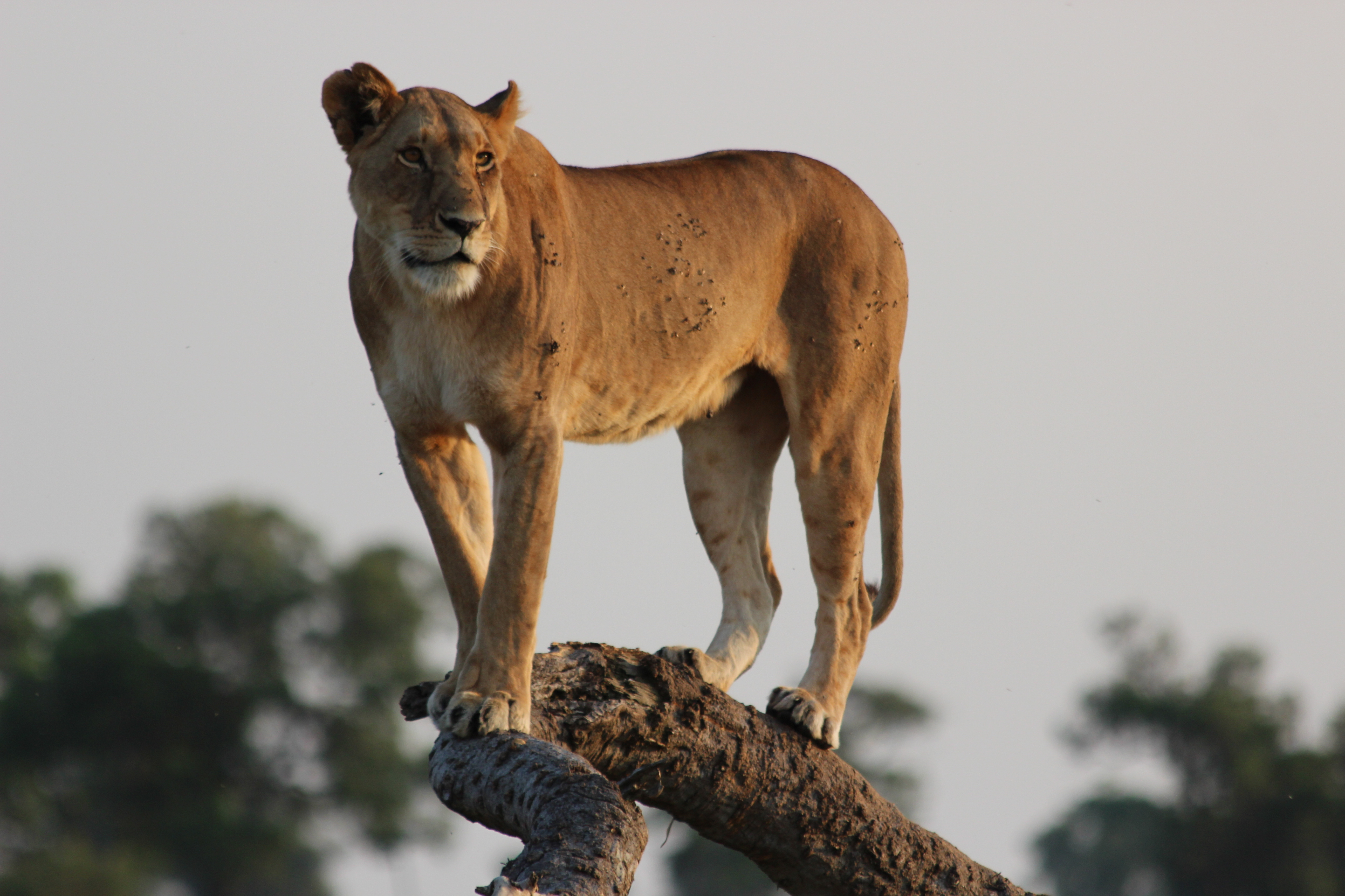 Lioness (Photo credit: David Green)