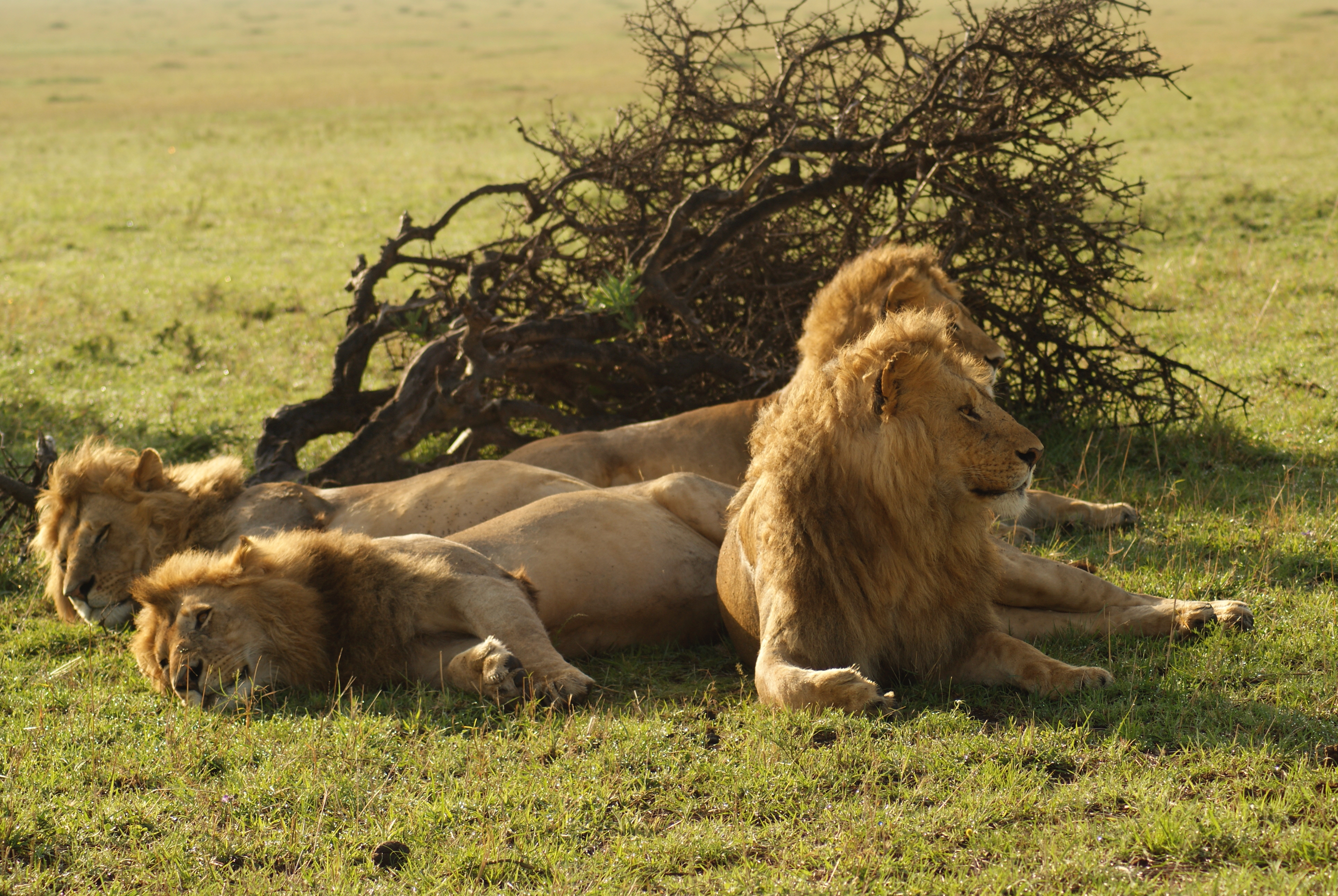 4 male lions (Photo credit: David Green)