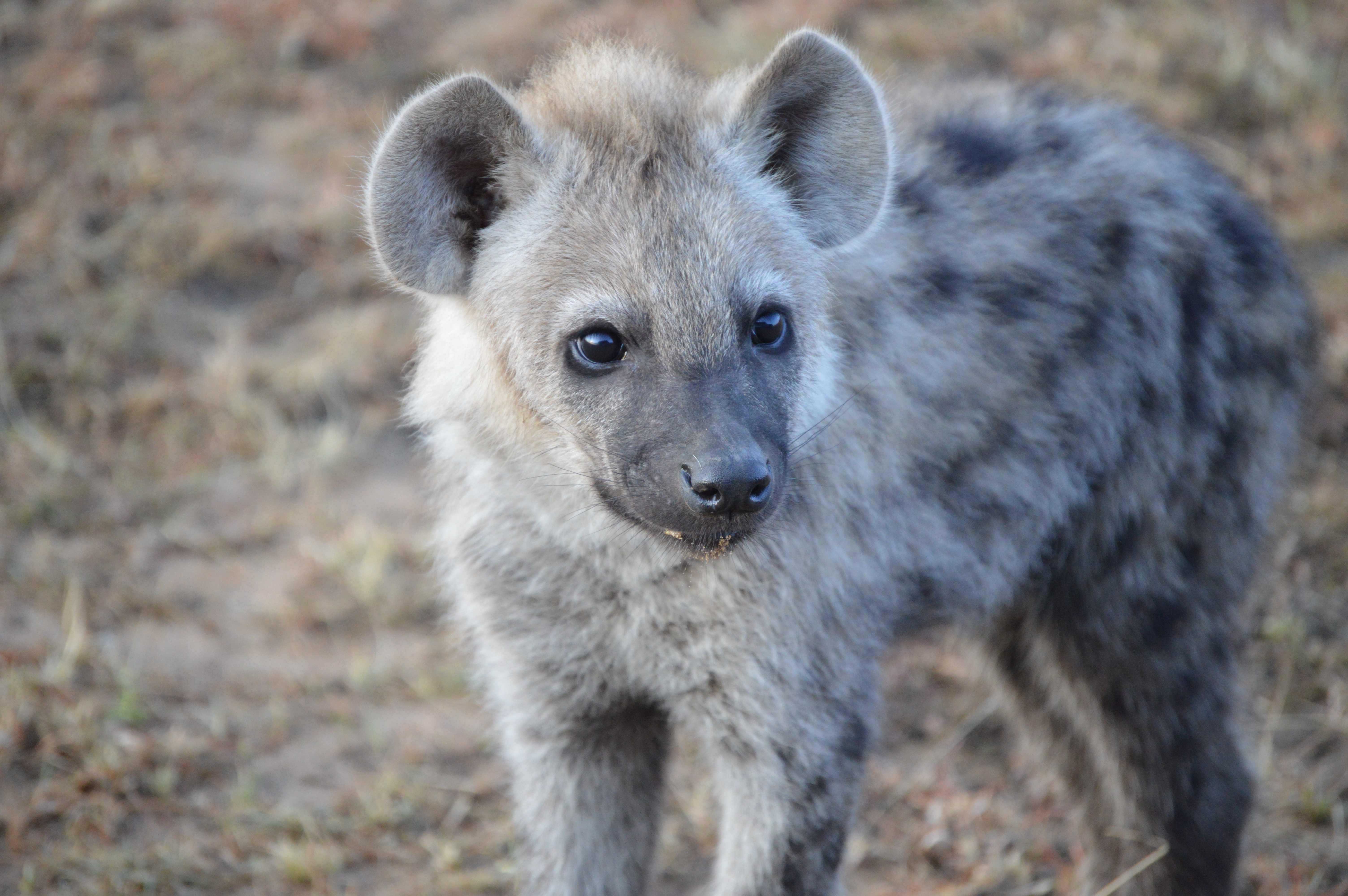Juvenile spotted hyena (Photo credit: Matthew Farr)