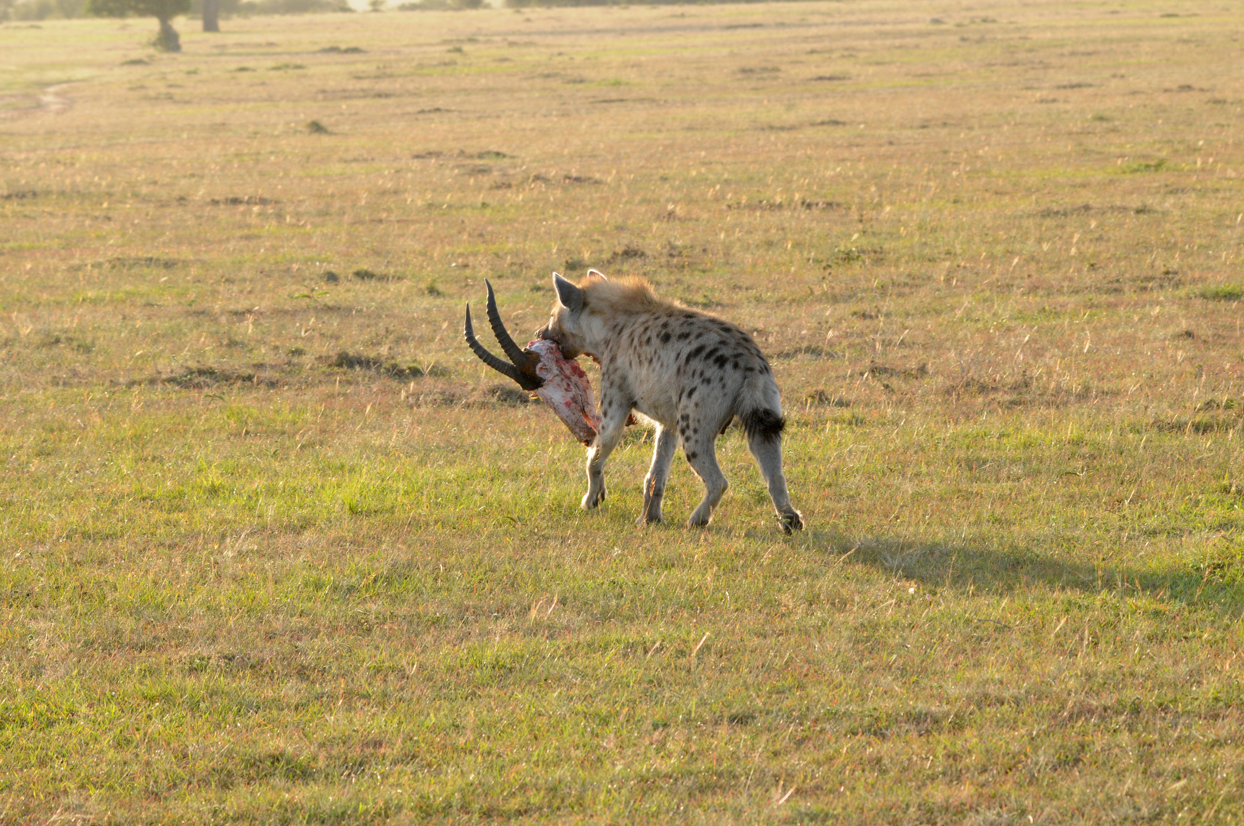 Adult hyena carrying a topi skull (Photo credit: Matthew Farr)